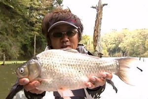 伊藤春千叶世川湖黑拉钓法挑战巨型鲫鱼 [视频]