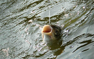 秋季天凉底钓鲢鳙鱼的技巧分析