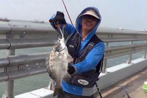 三本先生：浮游钓法之十八大潮平水战斤鲷 [视频]