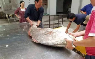 网曝一条大鱼价值110万 捕到这种鱼比中彩票还幸运