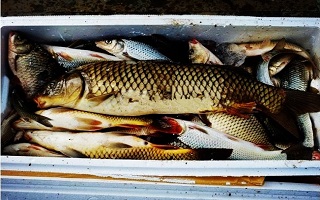 海竿挥舞包食远投爆炸钩  鲁班水库火力全开钓珠珠