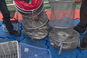 钓赛大事件：巴山湖湿地公园野外垂钓竞技比赛 [视频]