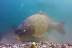 水下摄影实录 钓鲤鱼从打窝到吃饵上钩全过程 [视频]