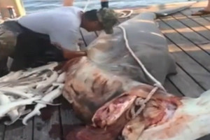 鲨鱼的视频大全播放 20161118180810nurabL.jpg