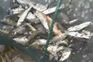 饵目一新32：冬季狂钓小鲫鱼的技巧 [视频]