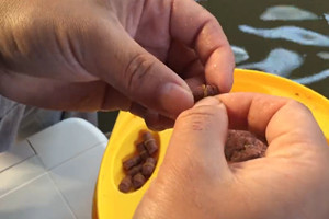 黑坑钓鱼之高手分享拉饵荡秋千的操作方法 [视频]