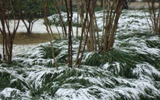 雪中钓大鲫,天虽冷却浇不灭一腔热血!