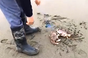 海边浅滩矶竿钓鱼 一竿钓到两只螃蟹 [视频]