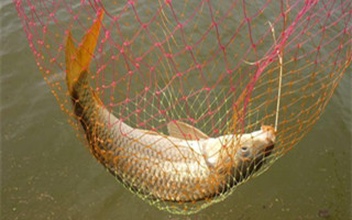 四季钓鲤鱼的蚕豆饵使用方法