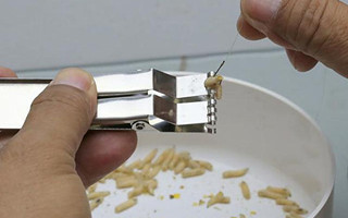 蛆虫饵的饲养方法和挂钩用法