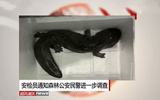 《鱼资渔味》第20170120期：小贾俱乐部年会钓赛 [视频]