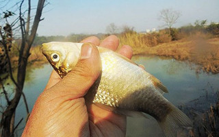 再探小水凼 大鲫连竿上
