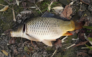 六九天 荒河托关系爽钓鲫鲤鳊