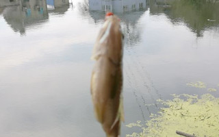 二月十四情人节  碧水之滨会鲫妹