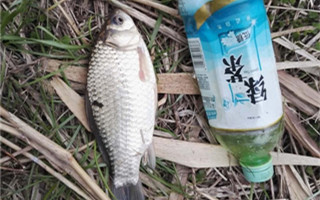 顶风作钓困难多 喜得板鲫撑场面
