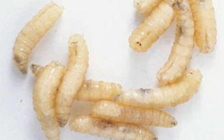 溪流钓小鱼的饵料选择技巧