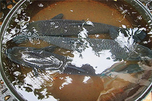 野库扬竿起饵逗青棒 忽现弯弓再摶如意鲤
