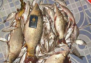 水库野钓大鲫鱼鲤鱼的高效窝饵配方