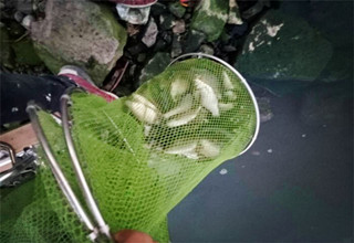 人品好就是有惊喜 虎皮黄颡前来报到