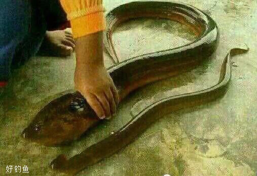 这要亮瞎小编的眼啊,鳝鱼有这么大的?第一次见!知道这是一条什么鱼吗?