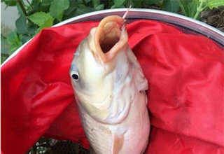 春季野钓大鲤两种终极必杀饵