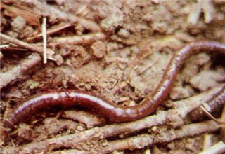野钓高手分享蚯蚓钓鱼饵的5种用法