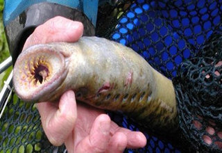 男子在自家鱼塘发现怪鱼, 嘴巴长满了锯齿