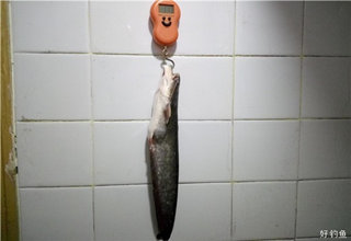 手竿坐台忙不赢,手抛翻板中鲶鱼