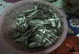 餐条结队游荡,小钩细线绝杀