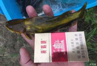 有心钓鲤,偏上大板鲫