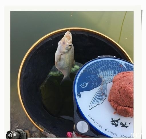 安哥中草鱼一尾大弯弓!毛总帮他在抄鱼!