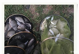 再探自留地，去年爆护，今年家鱼成灾