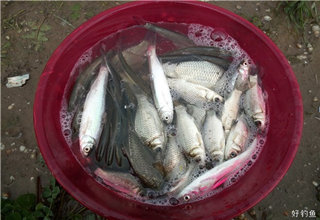 [夏钓征文] 自制饵料，连竿爆护