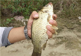 携老婆一起，狂钓大板鲫