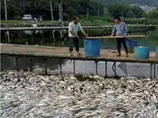柳州一垂钓基地上万斤鱼蹊跷死亡:死因确认系中毒