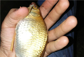 鲤鱼妹子饿惨了，被我双钩深喉