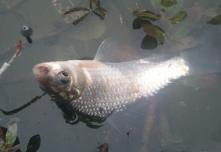 江河、湖库钓鲫鱼的2款饵料配方
