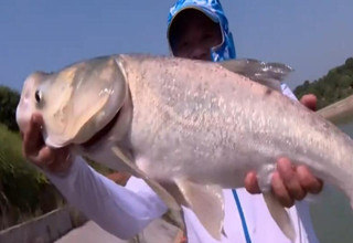 Fishing全攻略20170927期 涉水精工黑带典藏版钓竿 [视频]