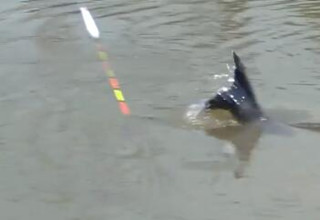 为什么叫黑坑偷驴 20170930165018pf2koh.jpg