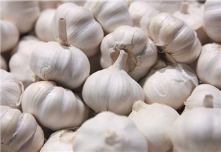 用大蒜自制饵料也能钓鱼?高手教你怎么做