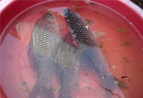 有几种蔬菜水果,钓鱼的时候可以试试