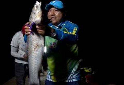 钓具新发现43 夜钓草鱼 黑坑抢鱼技巧 [视频]