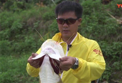 猎青之意外惊喜 渝风钓场 斩获标鱼 [视频]