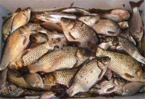 冬季野钓，诱饵与钓饵如何完美结合