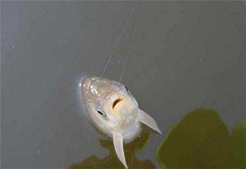 鲢鳙鱼低温作钓有哪些技巧?