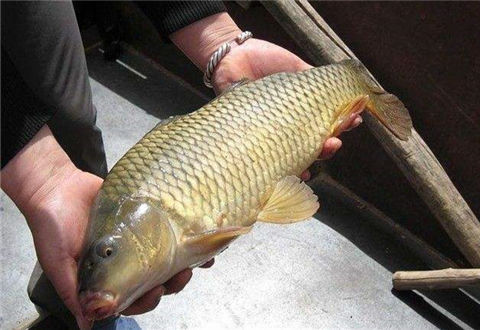 钓鲤鱼，想爆护，应该这样做
