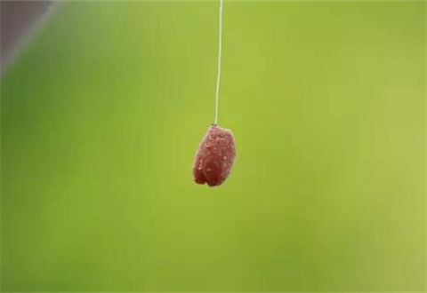 为什么很多人的搓饵变成了一款死饵面坨坨?