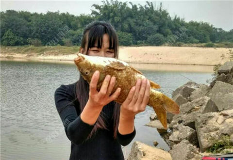 鲤妹伴舞,助我唱响主旋律