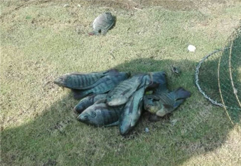 再次征战老地方,钓鱼与捞鱼齐上阵