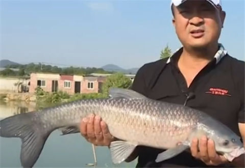 Fishing全攻略20180102期 黑带涉水典藏版钓竿 [视频]